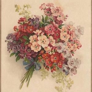 Meet your Posher, Fatma